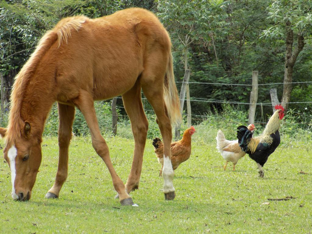 Rancho Hostal La Escondida Eco Park Теописка Экстерьер фото